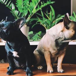 French Bulldog All Grown Up from Freeline Frenchies