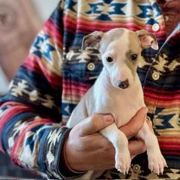 Boy 2 - Fawn male Italian Greyhound puppy in Sugar Valley, Georgia from Pinnacle Farm and Kennel