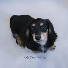 Viktor - Black and cream male Dachshund puppy in Oklahoma City, Oklahoma from OkieDoxieland Dachshunds