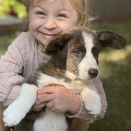 Cardigan Welsh Corgi and Dachshund Puppies from Rosewick Kennels