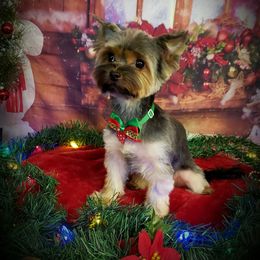 Nika - Yorkshire Terrier