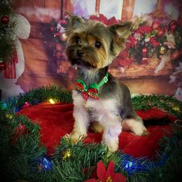 Nika - Yorkshire Terrier