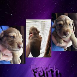 Faith - Chocolate female Dachshund puppy in Brazil, Indiana from King Duke Dachshunds