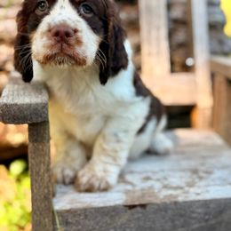 Siesta Key - Liver white and tan female English Springer Spaniel puppy in Uvalda, Georgia from Willow Creek Farms