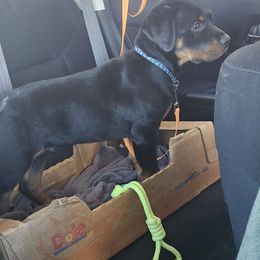 Boy 1 "Bug" - Black and mahogany Rottweiler puppy in Von Ormy, Texas from Haus of ZOA