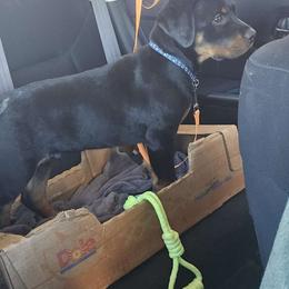 Boy 1 "Bug" - Black and mahogany Rottweiler puppy in Von Ormy, Texas from Haus of ZOA