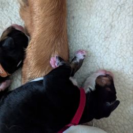 Bernese Mountain Dog Puppies from Berners of New Mexico