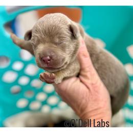 Joseph - Chocolate male Labrador Retriever puppy in Sullivan, Missouri from O’Dell Labs