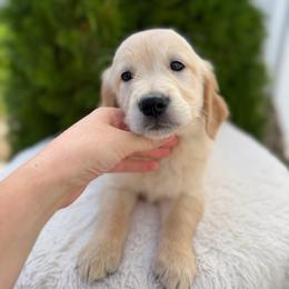 Red Collar Boy - Golden male Golden Retriever puppy in Salt Lake City, Utah from Deseret Peak Goldens