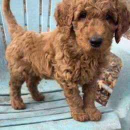 Goldendoodle Puppies from The Bruce Farm