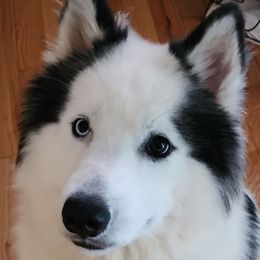 SAMSAM - Siberian Husky