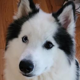 SAMSAM - Siberian Husky