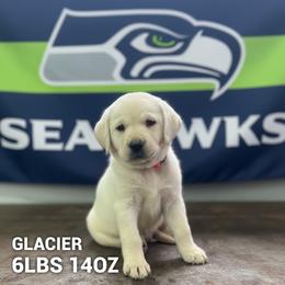 Glacier - Yellow male Labrador Retriever puppy in Puyallup, Washington from 12 Door Farm Labradors