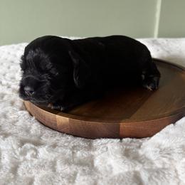Palmer - Black and tan male Cocker Spaniel puppy in Indiana from muddy boots cocker spaniels and cockapoos