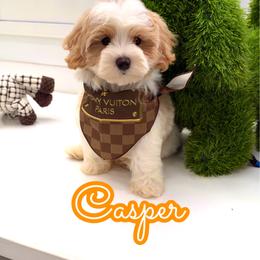 Casper - White male Maltipoo puppy in Buford, Georgia from Petite Posh Puppies