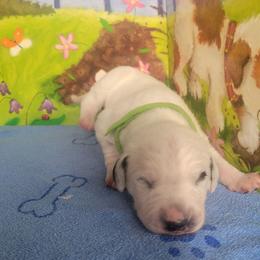 Acorn - White and black male Dalmatian puppy in Grant, Michigan from Savannah Woltanski