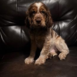 Walter - Tri-Roan male English Springer Spaniel puppy in Braidwood, Illinois from A & R Springers