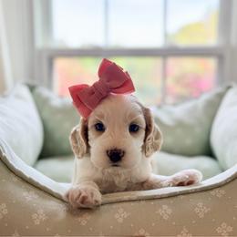 Olive - Caramel cream female Australian Labradoodle puppy in Summerfield, North Carolina from Four Oaks Labradoodles