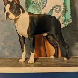 Echo - Boston Terrier