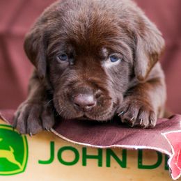 Dachshund and Labrador Retriever Puppies from Honeydew Ranch