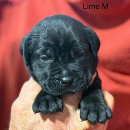 Lime Collar R - Black male Cane Corso puppy in Paris, Texas from Knucklehead Cane Corso