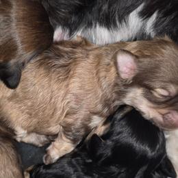 Girl 1 - Chocolate sable female Havapoo puppy in Medina, Ohio from Momma's Minis