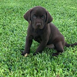 Labrador Retriever Puppies from Champion Retrievers, Inc