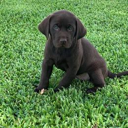 Labrador Retriever Puppies from Champion Retrievers, Inc