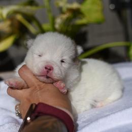 Storm - White male Pomsky puppy in Coos Bay, Oregon from Ocean View Pomskies