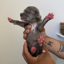 Lime green - Merle male Great Dane puppy in Salem, Oregon from Sahara’s Danes