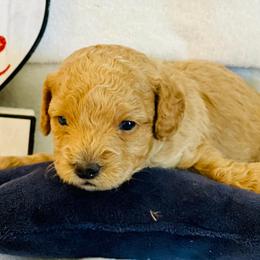 Cavapoos, Cotons de Tulear, Maltipoos, and Poodles from Mid Sized Maltipoos and More LLC
