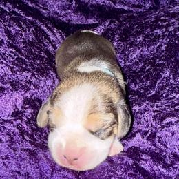 Boy 3 - male Beagle puppy in Las Vegas, Nevada from Vegas Valle Beagles