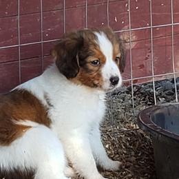 Boy 3 - Red and white Irish Red and White Setter puppy in Onalaska, Washington from Wind River Kooikers/Irish Red and White Setters