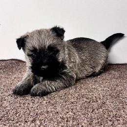 Martin - Cream male Cairn Terrier puppy in Mountain Grove, Missouri from CreekTop