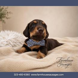 Chocolate AKC Male - Chocolate and tan male Dachshund puppy in Nashville, Tennessee from Farmhouse Sausages - Located in TN delivers all over US