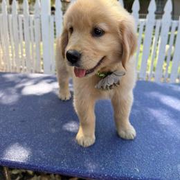 Lime color collar - Golden female Golden Retriever puppy in Squaw Valley, California from Bear Mountain