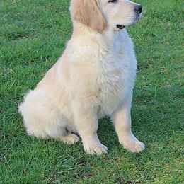 Golden Retriever Puppies from Tradition Kennel Retrievers and Spaniels