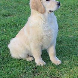 Golden Retriever Puppies from Tradition Kennel Retrievers and Spaniels