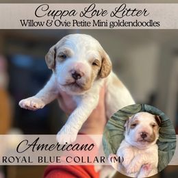 AMERICANO - Red  male Goldendoodle puppy in Watertown, New York from True Friend Doodles