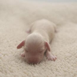 LARAMIE - Cream female Dachshund puppy in Indiantown, Florida from Turquoise River Minature Dachshunds