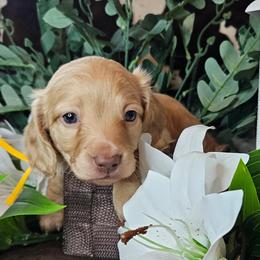 Dachshund Puppies from Buckwild Doxies