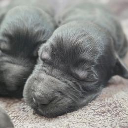 Female 6 - Black female Giant Schnauzer puppy in Mcneal, Arizona from Olympian Giant Schnauzers and Westie’s!