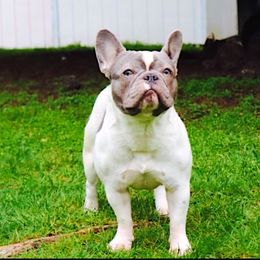 Josie - French Bulldog