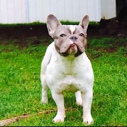 Josie - French Bulldog