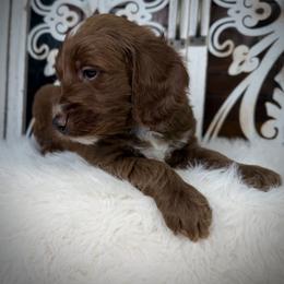 Goldendoodle and Poodle Puppies from Northern Heart Standards