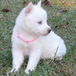 Pomsky and Siberian Husky Puppies from Beastly Beauties Huskies & Pomskies