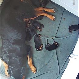 Pink girl - Black and mahogany female Rottweiler puppy in Colorado Springs, Colorado from Von Locher Rotties