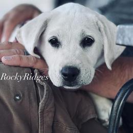 Hoosier - Yellow male Labrador Retriever puppy in Herriman, Utah from Rocky Ridges