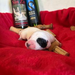 Pino - White and black male Dalmatian puppy in Claremore, Oklahoma from Lotsofdots Dalmatians