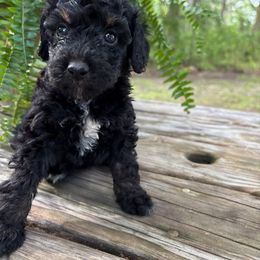 Ruh Roh - Tri-color female Bernedoodle puppy in Camden, North Carolina from Oopsie Doodles of NC